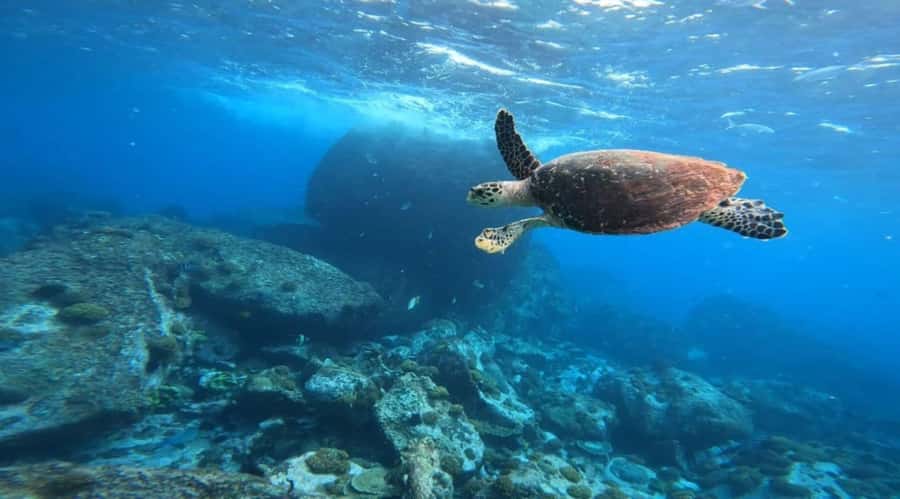 "Curieuse and St-Pierre Island Adventure: with Creole, BBQ - St. Pierre Island snorkeling: reefs, fish, and sea conditions