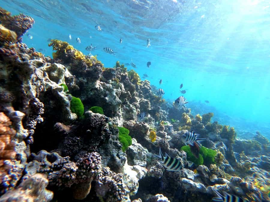 Curieuse and St Pierre Snorkeling Half-Day Trip No BBQ Lunch - Four hours of Praslin nature, Curieuse to St Pierre in one go