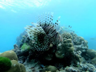 Curieuse and St Pierre Snorkeling Half-Day Trip No BBQ Lunch