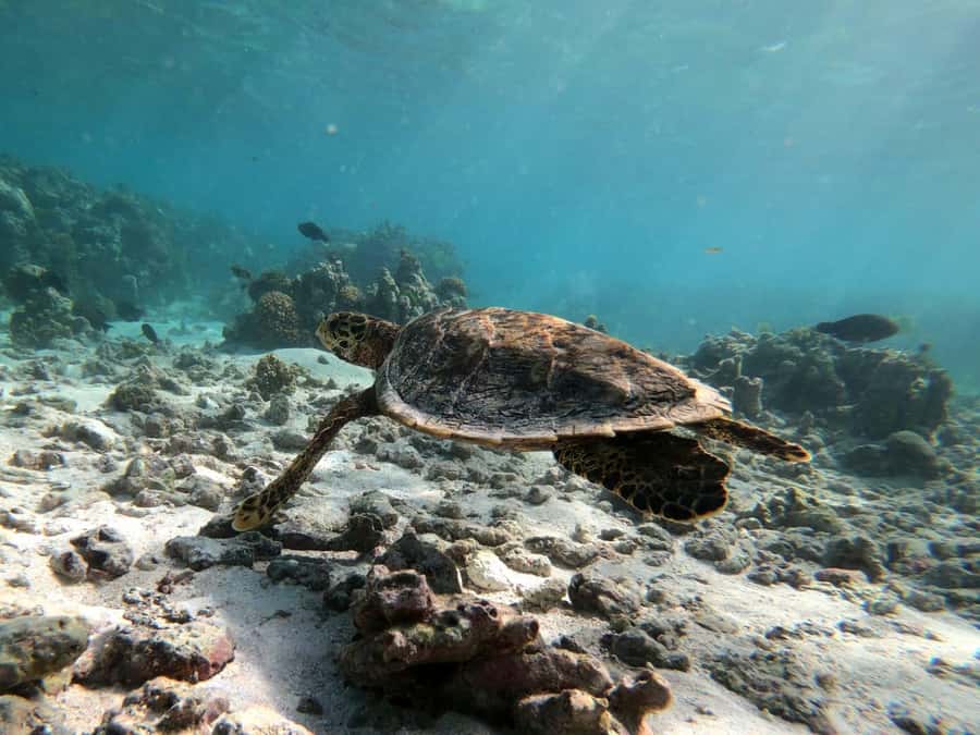 Curieuse and St Pierre Snorkeling Half-Day Trip No BBQ Lunch - Mangrove swamp hike to Anse Jose Beach around 11:45