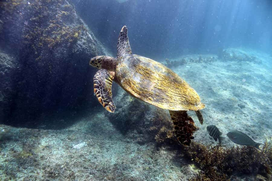 Curieuse Guided Tour, St Pierre, BBQ & 2 Snorkel Stops - Snorkel stop 1: your first look at Seychelles reefs