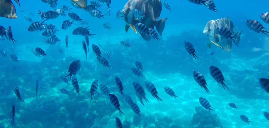 Eden Island: Semi-Submarine Tour in St. Anne Marine Park - Who should book: families, non-swimmers, and anyone short on time