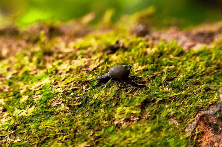 From Mahe: Guided Nature Trail Walk to Morne Blanc - From Tea Edge to Cinnamon Forest: Watch the Vegetation Shift