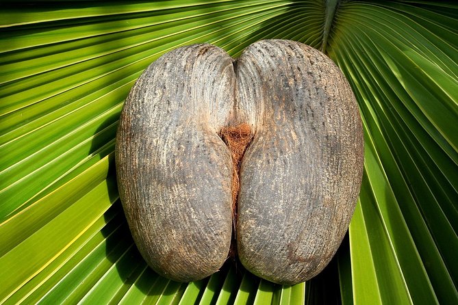 Full Day Discovery Tour of Vallee de Mai and Anse Lazio on Praslin Island - Stop 1: entering Vallee de Mai with a guided plan (about 3 hours)