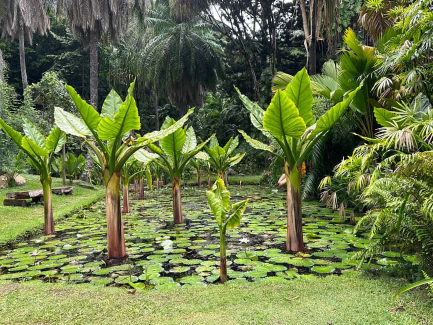 Full day Mahe Tour - Mountain Viewpoints and the Waterfall Stop, Why the Drive Counts