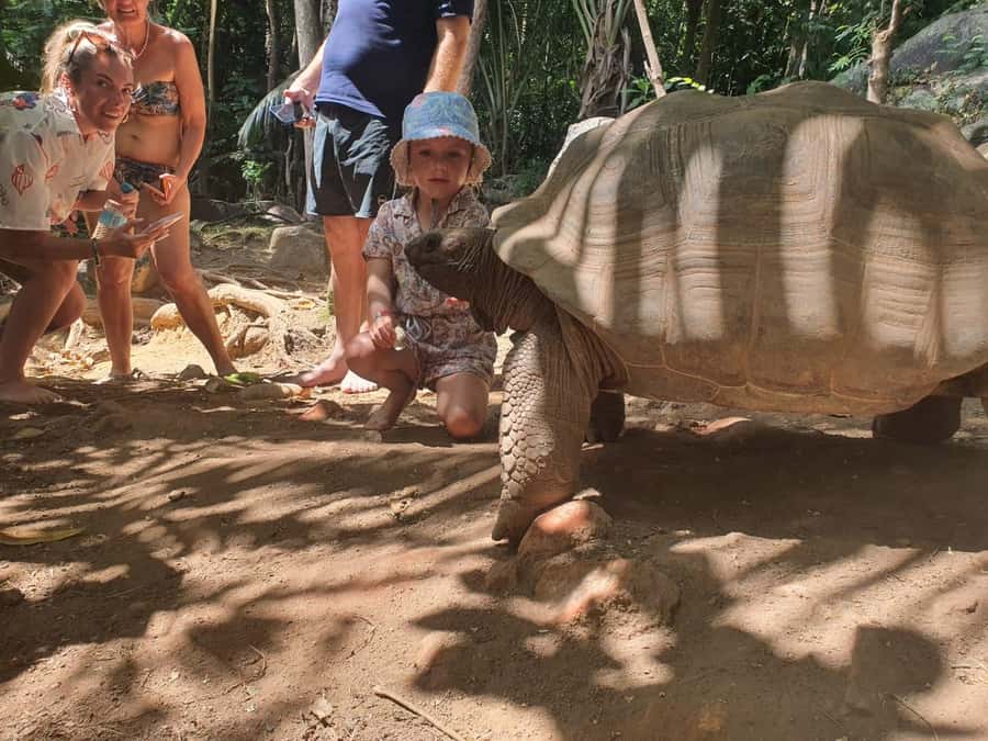 Glassbottom boat & Crystalkayak SteAnneMarinePark Snorkeling - Cerf Island lunch: Creole BBQ plus a giant tortoise encounter