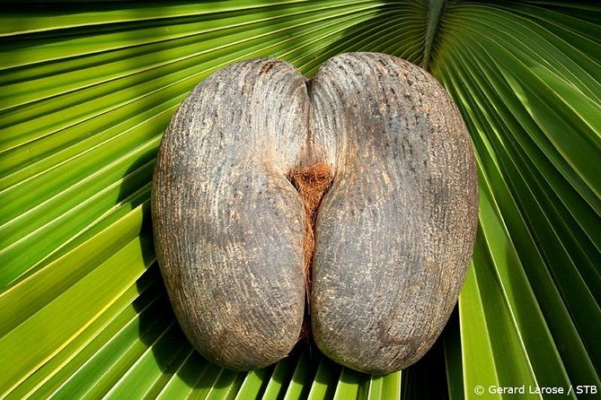 Half Day Discovery Tour of Vallee de Mai on Praslin Island - Your Morning Setup on Praslin: Pickup, AC, and a Small Group Pace