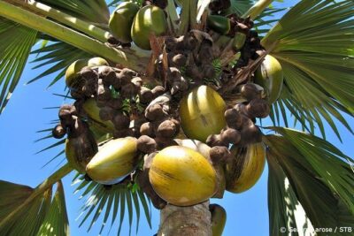 Half Day Discovery Tour of Vallee de Mai on Praslin Island