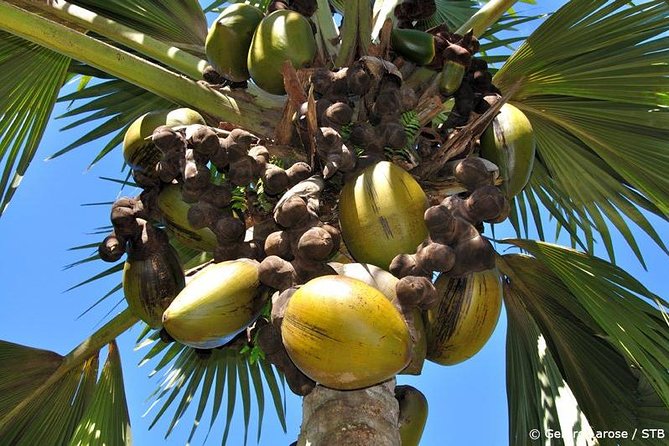 Half Day Discovery Tour of Vallee de Mai on Praslin Island - The Main Event: Guided Walk Through the Reserve