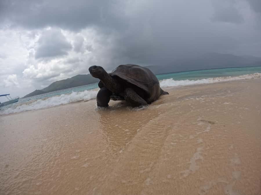 Island Adventure Cousin, Curieuse & St Pierre with BBQ Bliss - A Full-Day Island Loop With Real Nature Time