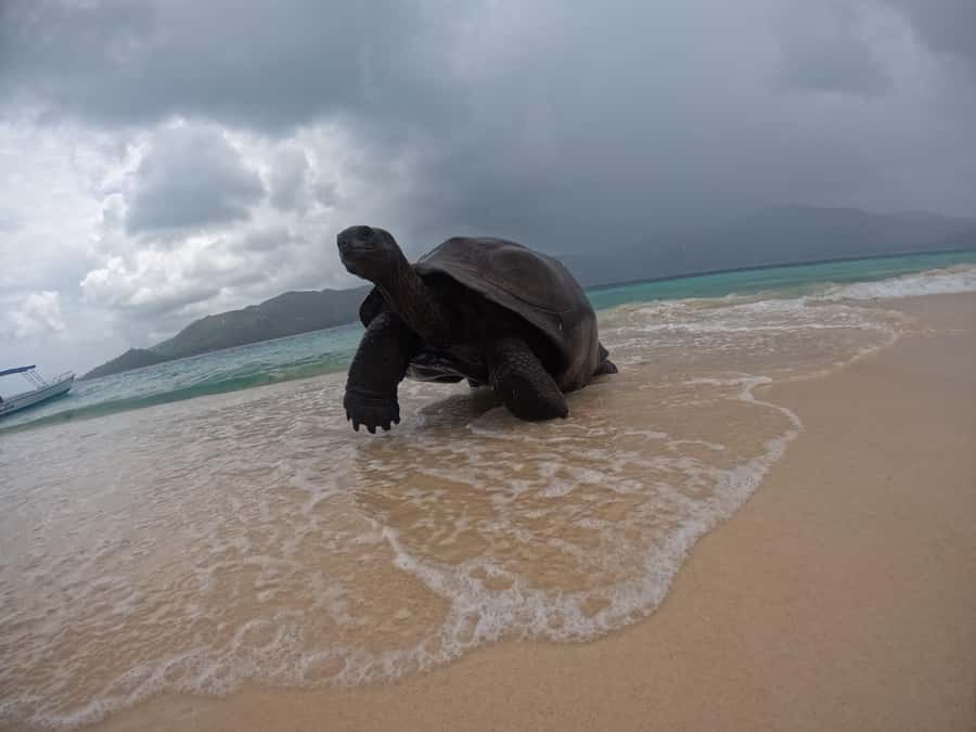 Island Adventure Cousin, Curieuse & St Pierre with BBQ Bliss - St Pierre Islet: Snorkeling Reef Life at the Right Time
