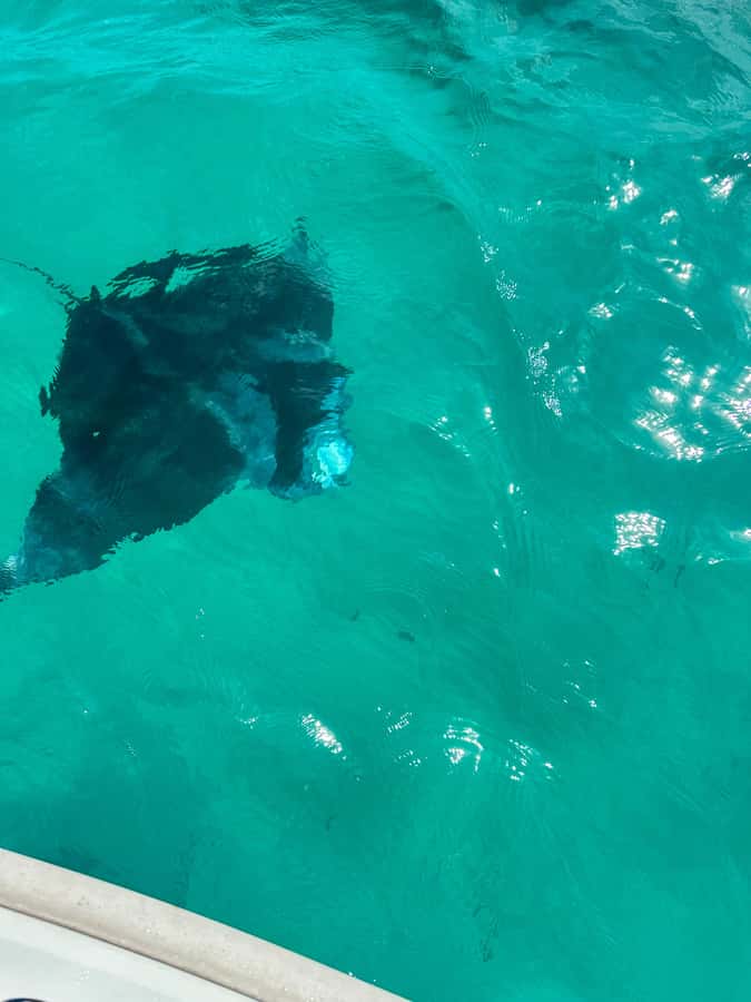 Mahe: Private half-day boat trip at the St.Anne Marine Park - The Marine Chartered Association meeting point, and why it matters