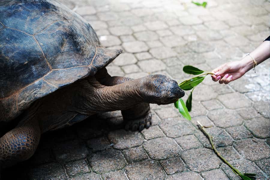 Mahé: Saint-Anne Marine Park and Moyenne Island Cruise - Moyenne Island giant tortoises, the guided walk you will remember