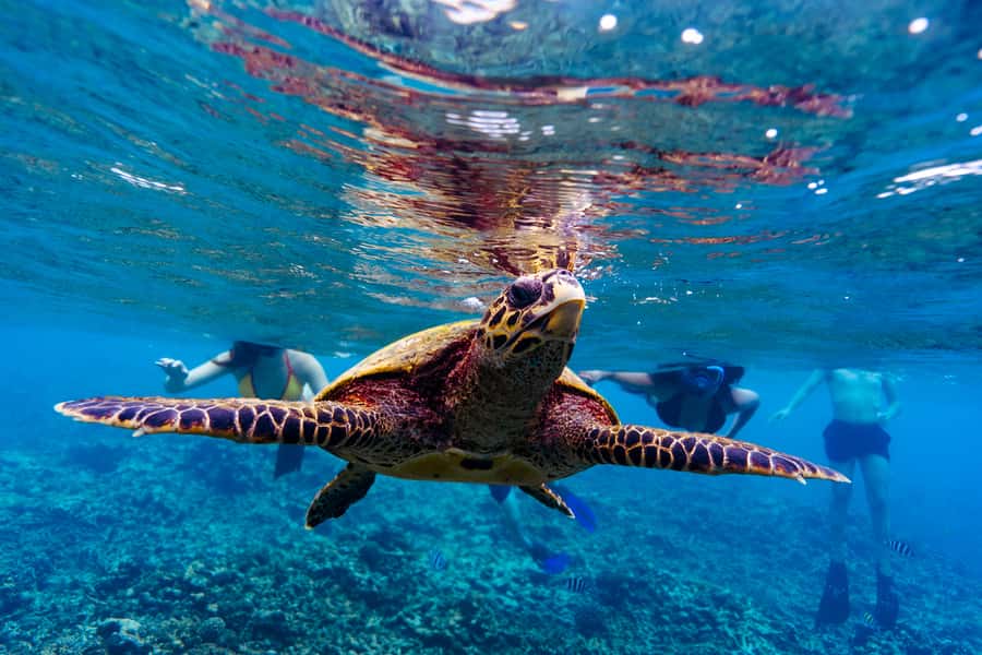 Mahé: Saint-Anne Marine Park and Moyenne Island Cruise - Should you book it?