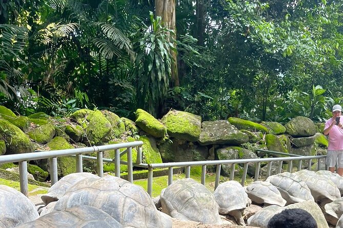 Omnibus service in Seychelles - Key things to know before you book