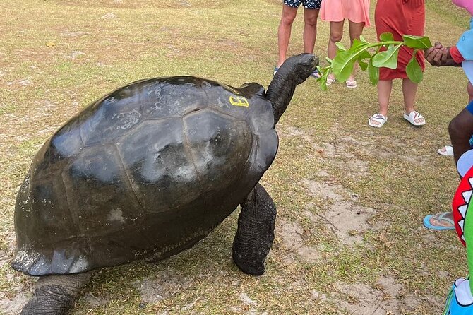 Omnibus service in Seychelles - Price value: when $116.19 makes sense