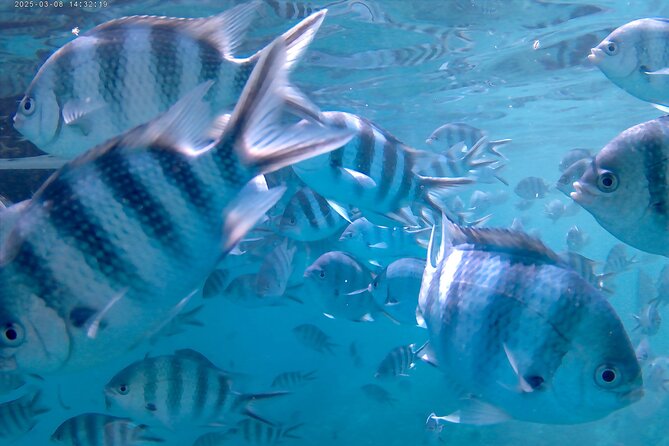 Praslin Curieuse, St Pierre &AnseLafarine fullday trip CreoleBBQ - Anse Lafarine extra snorkeling: a second look at the water
