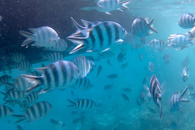 Praslin Curieuse, St Pierre &AnseLafarine fullday trip CreoleBBQ - What you get for $90.71, and what to budget for