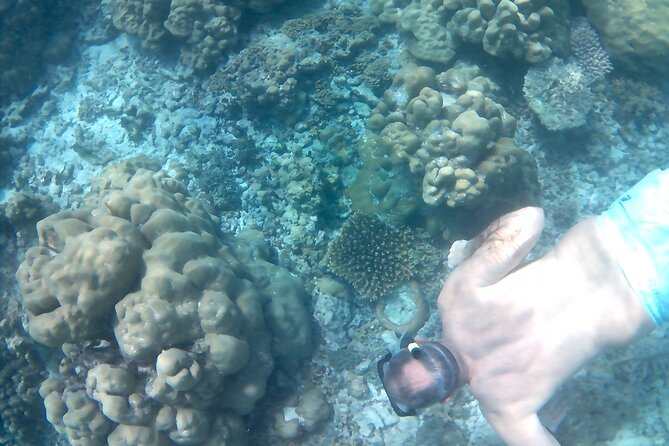 Praslin Curieuse, St Pierre &AnseLafarine fullday trip CreoleBBQ - The small group feel, and why Mario’s safety-first style matters