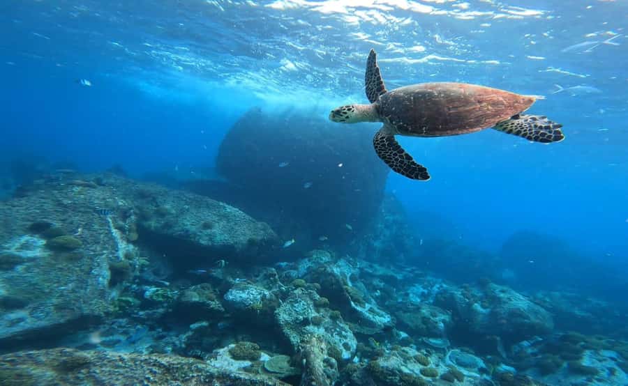 Praslin: Curieuse & St-Pierre Boat Adventure with Snorkeling - What to bring so your day stays comfortable