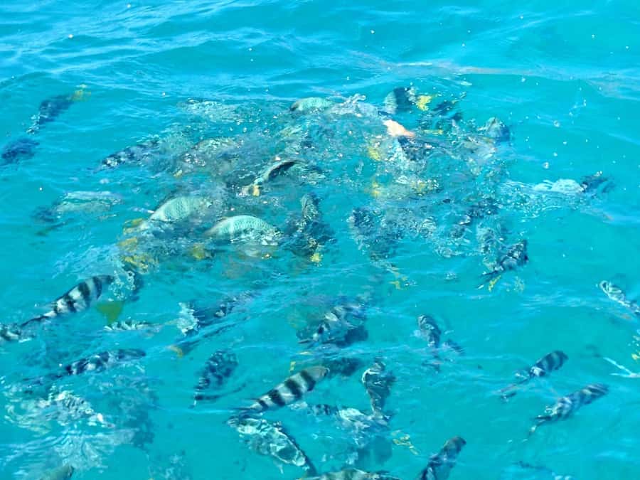 Praslin: Curieuse & St Pierre Island Day Trip with Barbecue - Giant tortoises at the sanctuary plus the Creole beach BBQ