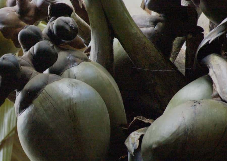 Praslin : Private tour - Choosing Your Hike on Praslin, Vallee de Mai vs Fond Ferdinand