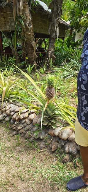 Praslin:Private Tour ValleDeMai,CoteD'orMuseum & AnseLazio - Key things to know before you go