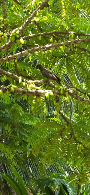 Praslin:Private Tour ValleDeMai,CoteD'orMuseum & AnseLazio - Praslin’s traditional village stop: quick culture, crafts, and a 30-minute reset