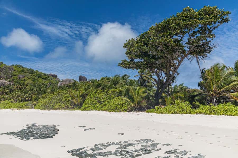 Praslin: Sister & Coco Island Full-Day Cruise and Creole BBQ - Who Should Book (and Who Should Probably Skip It)