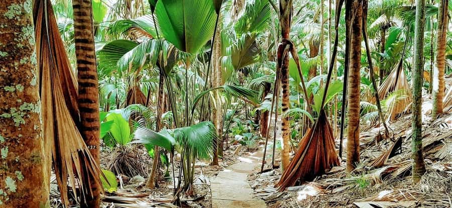 Praslin: Vallée de Mai and Anse Lazio Beach Full-day Tour - Why Vallée de Mai and Anse Lazio fit together so well