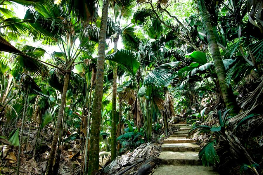 Praslin: Vallee de Mai Guided Hike with Transfer - The 2-Hour Experience, What You Get, and What You Should Plan For