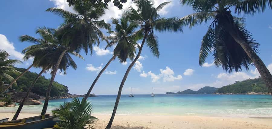 Palms leaning over a turquoise bay on Mah&eacute;
