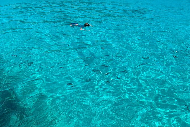Reef Safari - Snorkeling, Fish Feeding & Lunch (Shared Day Trip) - Price and what you truly get for $153.66