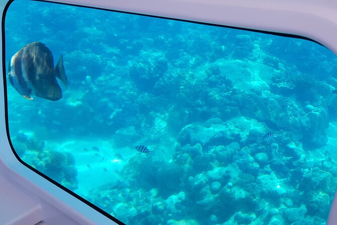 Semi Submarine Tour in Saint Anne Marine National Park - Key highlights worth centering your expectations on