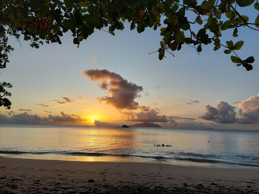 Seychelles: Best of Mahe Private Tour - Botanical Garden: tortoises, photos, and the Cocodemer you can only find here