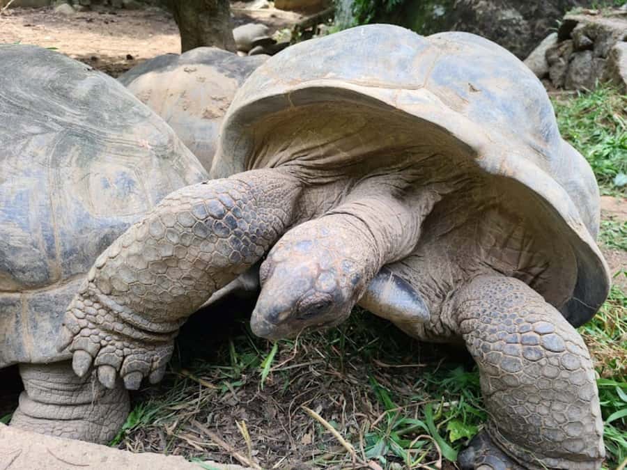 Seychelles: Full Day Private Tour in Mahe (1 to 5 Person) - Quick hits before you go