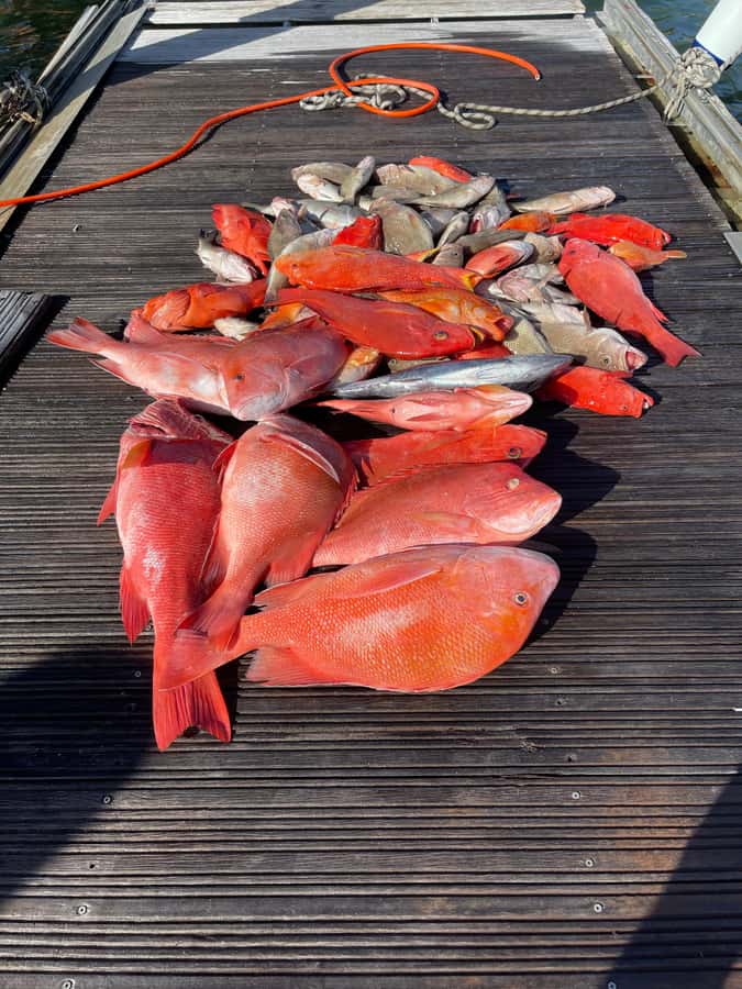 Seychelles: Guided Fishing Trip with Pickup and Equipment - How the trip finds fish: searching, timing, and reading the water