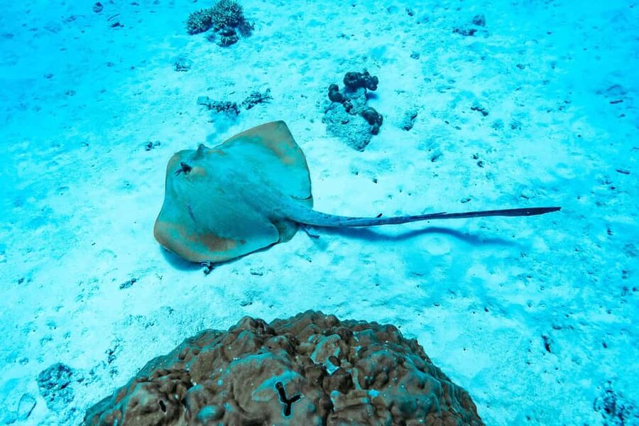 Sister, Coco, and Felicite Island: Seychelles Catamaran Tour - Coco National Park: why it is worth the pause