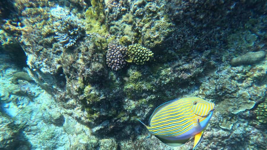 Snorkeling St-Pierre Marine Park and Anse Petite Cour - St-Pierre Marine Park: one hour of reef snorkeling on an uninhabited island