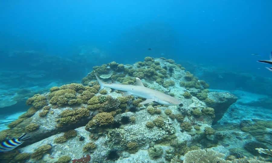 Snorkeling St-Pierre Marine Park and Anse Petite Cour - Price and value: does $106 per person make sense here?