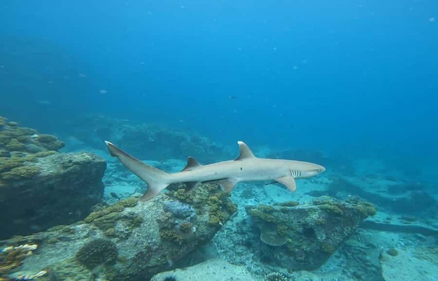 Snorkeling St-Pierre Marine Park and Anse Petite Cour - Who this snorkeling trip suits best, and who should think twice