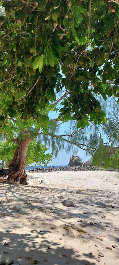 Tour Mahe Seychelles your way. Victoria national park beache - What to Pack, Swim Rules, and the One Thing You Cannot Do