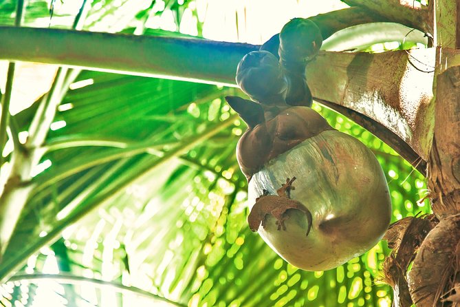 Vallee de Mai Tour (From Praslin) - Why Vallée de Mai feels like a different side of Praslin