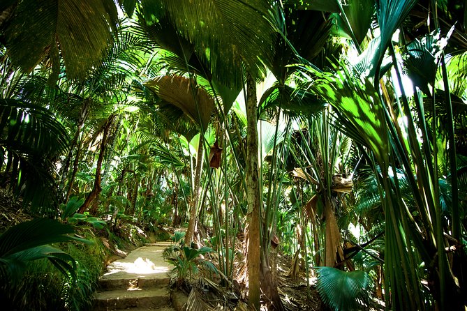 Vallee de Mai Tour (From Praslin) - Spotting wildlife in a shaded palm forest (without turning it into a scavenger hunt)