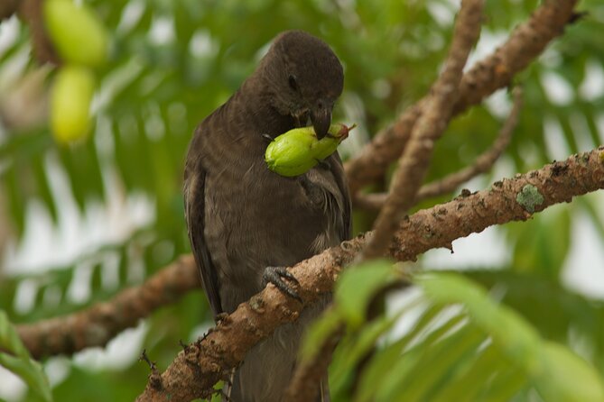 Vallee de Mai Tour (From Praslin) - How the 2.5-hour walk is paced, and what you can realistically expect