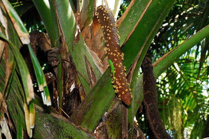 Vallee de Mai Tour (From Praslin) - Price and value: is $102.75 per person fair?